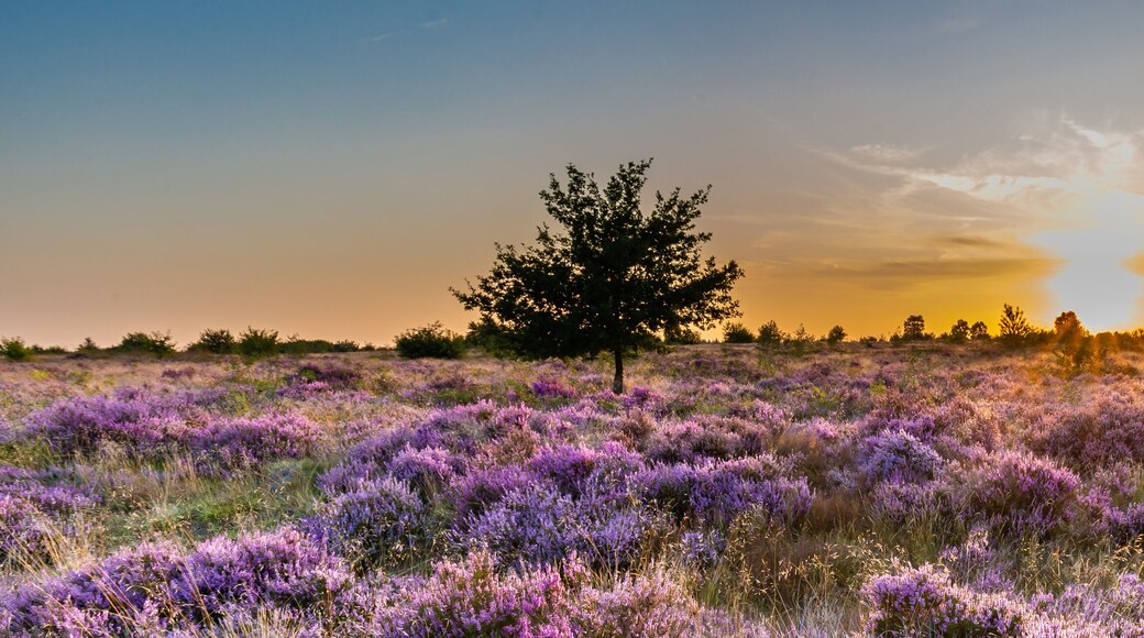 Purple pink heather in bloom Ginkel Heath Ede in the Netherlands. Famous as dropping zone for the soldiers during WOII operation Market Garden Arnhem.