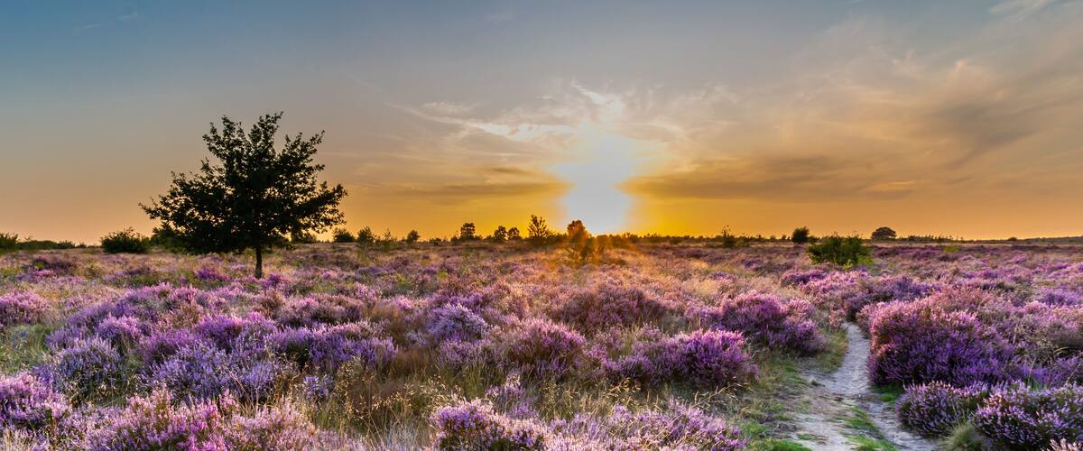 A field of purple flowers with a tree and a path.