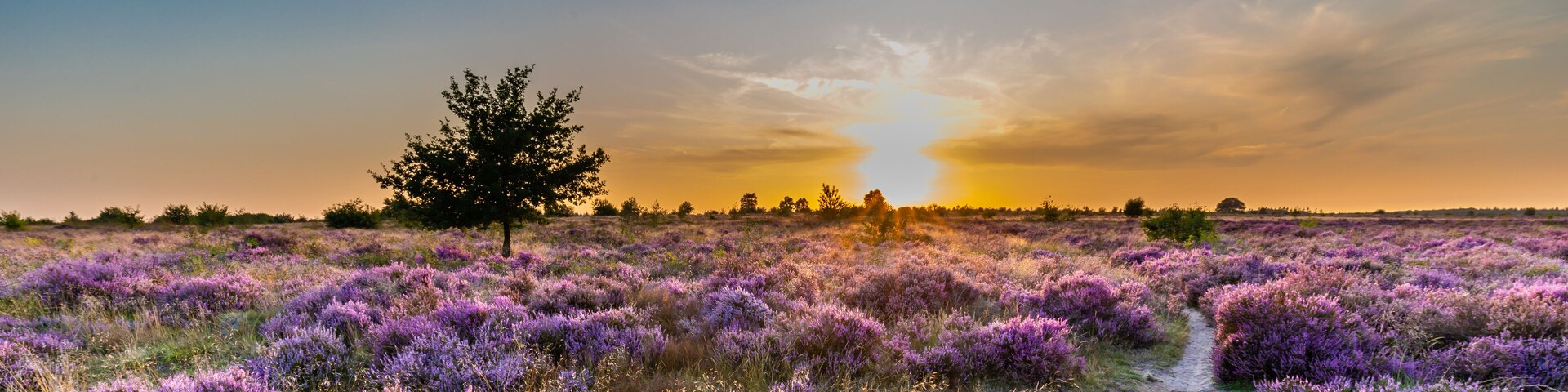 A field of purple flowers with a tree and a path.