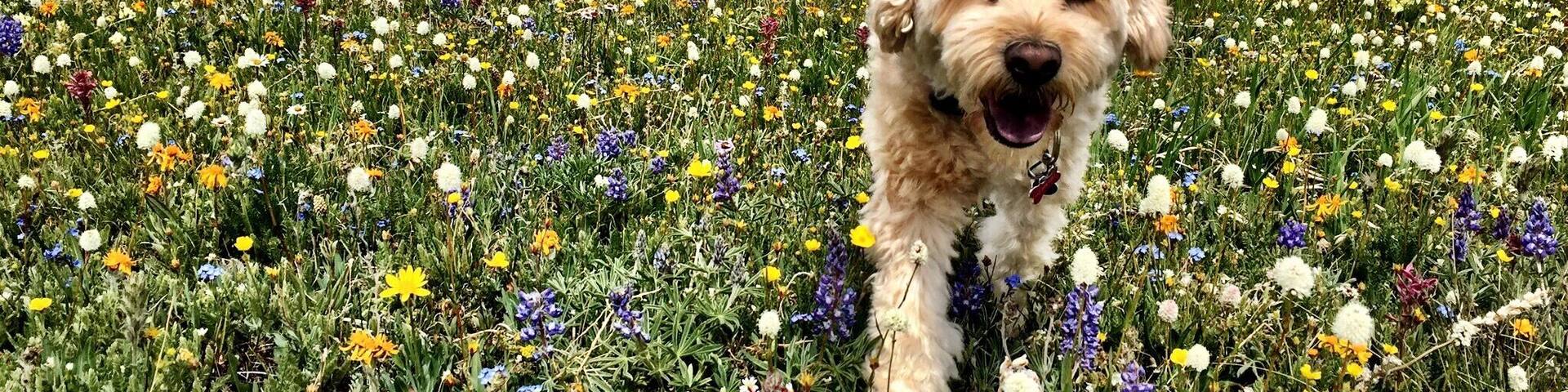 Hiking to twin lakes through a field of wildflowers with our dog.