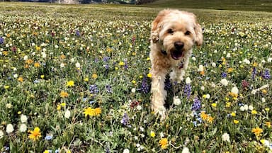 Hiking to twin lakes through a field of wildflowers with our dog.