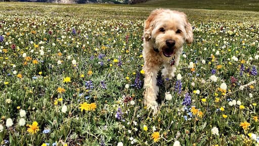 Hiking to twin lakes through a field of wildflowers with our dog.