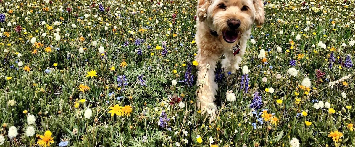 A dog in a field of wildflowers with mountains in the background.