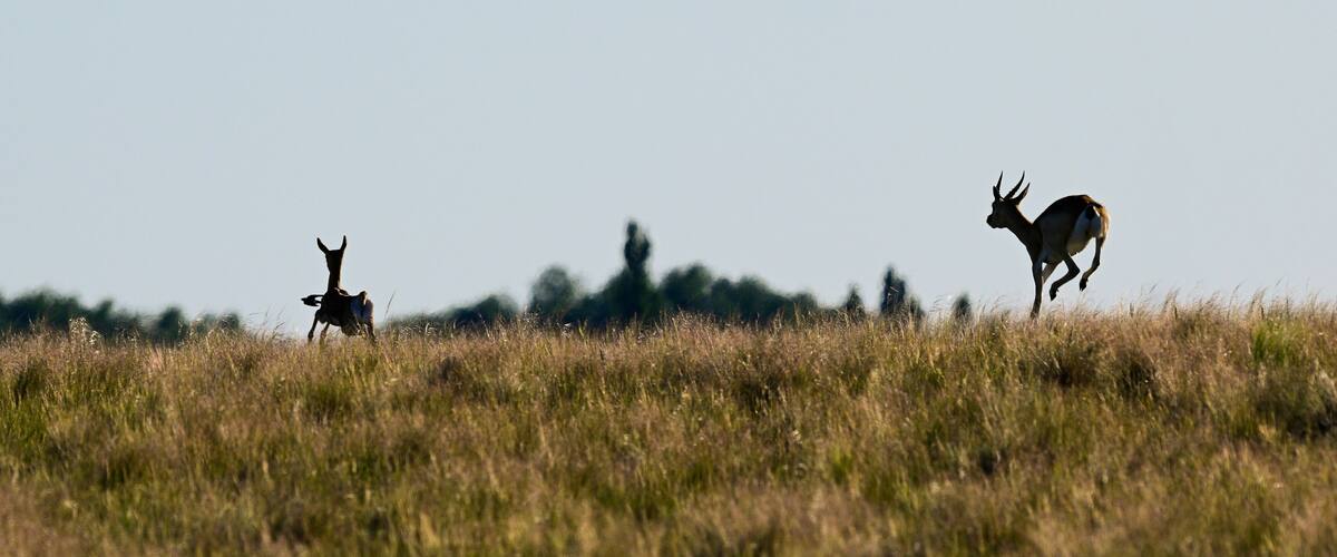 Female Blackbuck Antelope in Pampas plain environment, La Pampa province, Argentina