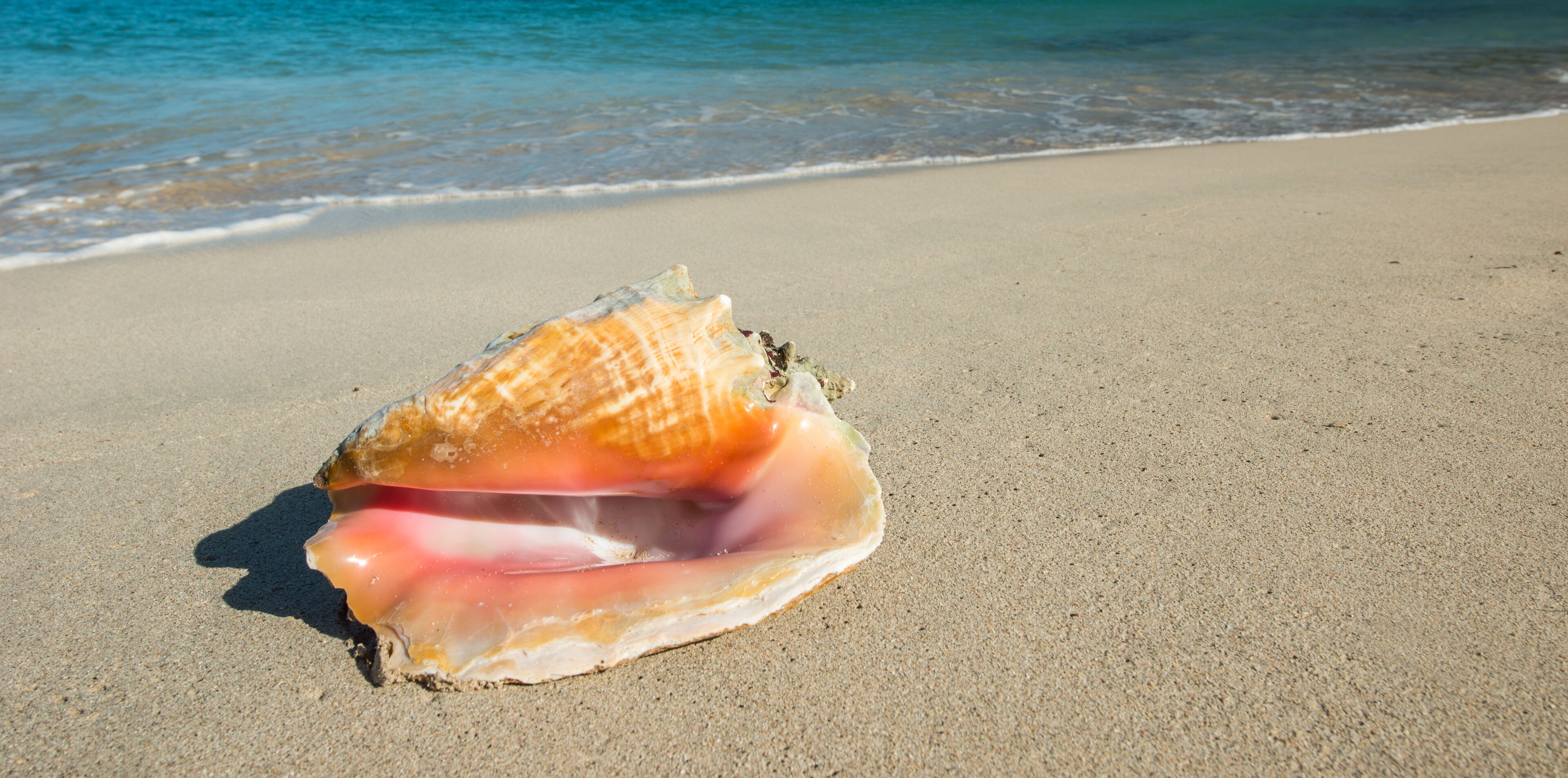 Conch, typical shell at caribbean