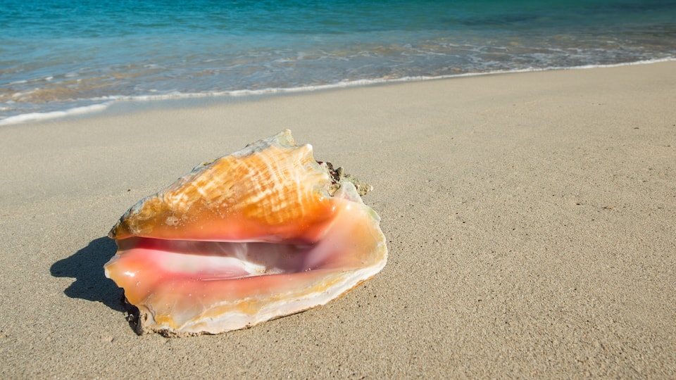 Conch, typical shell at caribbean