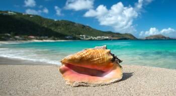 Shell in a Caribbean beach