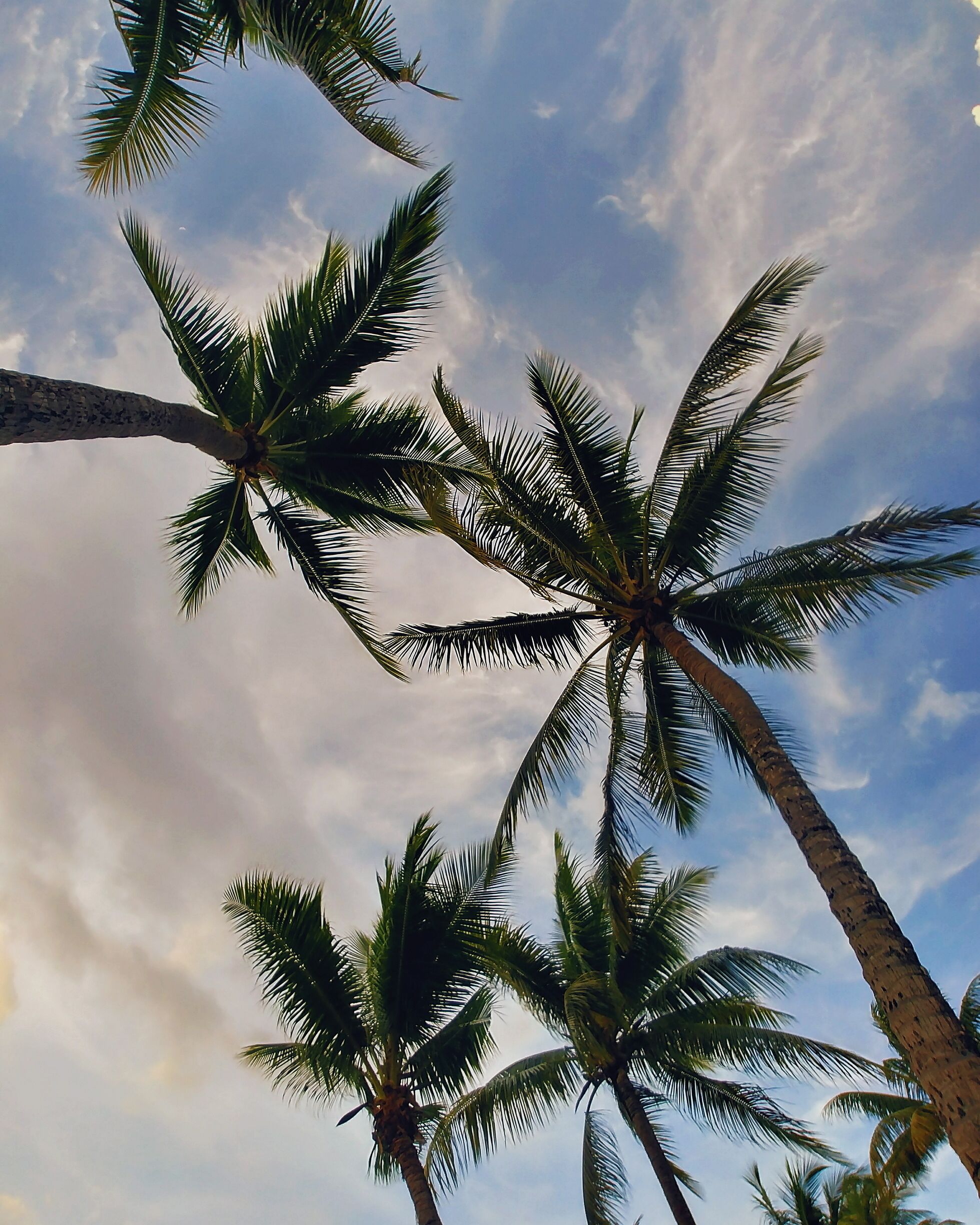Looking up at the Palm Trees at The Hilton Resort in Denarau, Fiji.