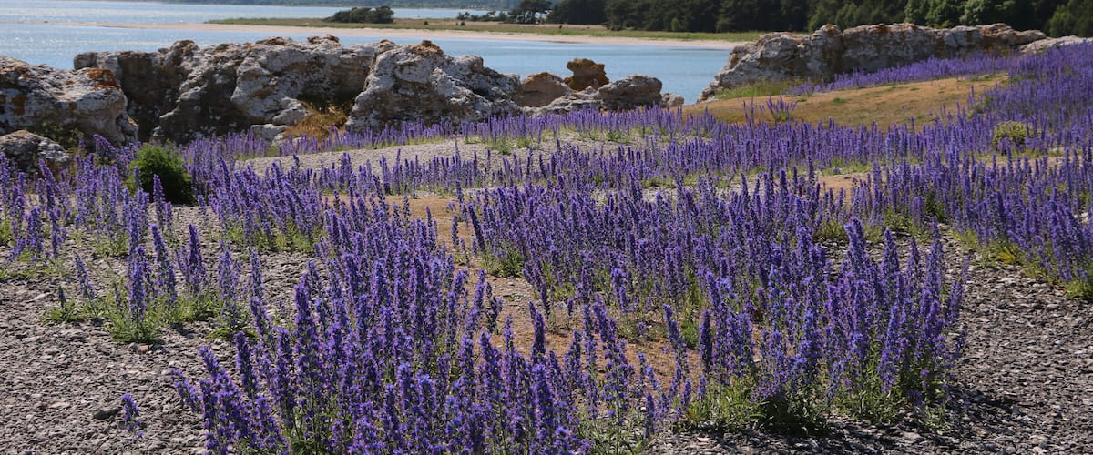 Wild Echium vulgare blooming in Holmhällars raukfält at Gotland island, Sweden