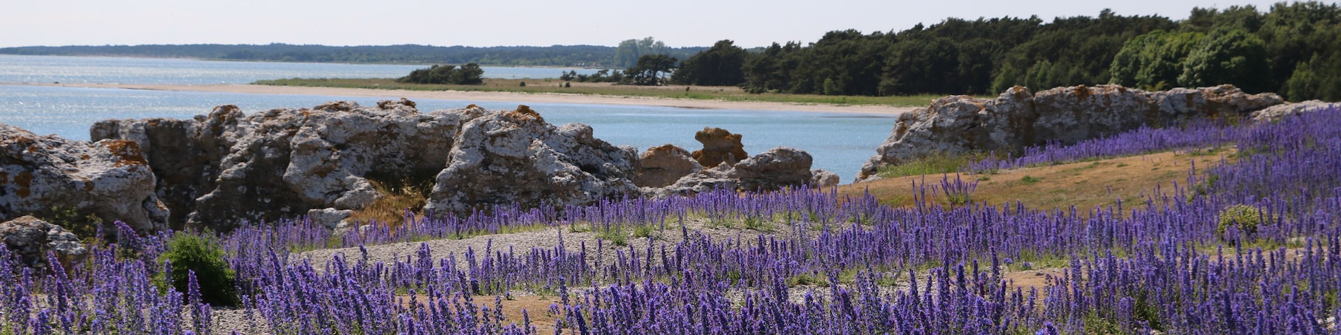 Wild Echium vulgare blooming in HolmhÀllars raukfÀlt at Gotland island, Sweden