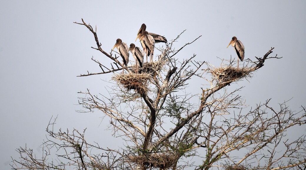 Distrito de Bharatpur
