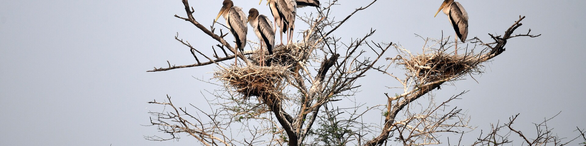 Bharatpur, India, March 2, 2025: Migratory painted storks sitting on a tree during sunrise at Keoladeo National Park in Bharatpur district of Rajasthan.