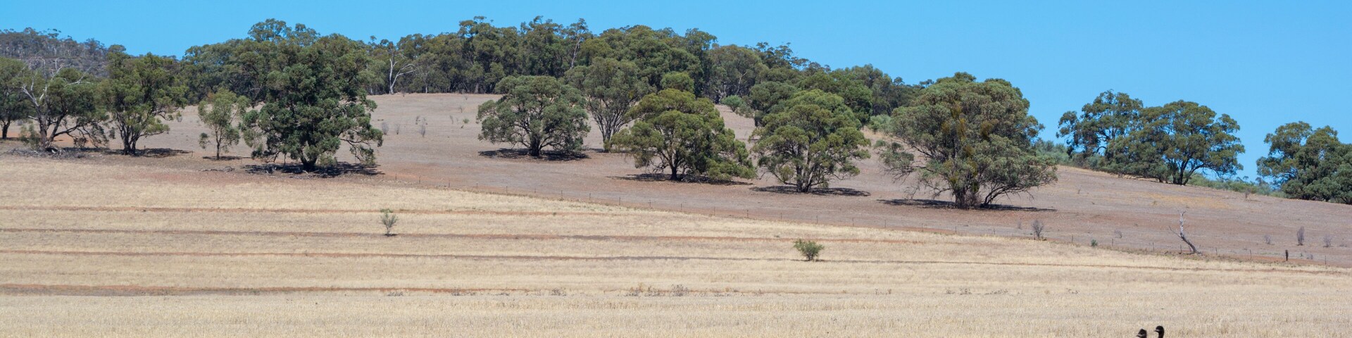 Emu Mob, Alligator Gorge, South Australia