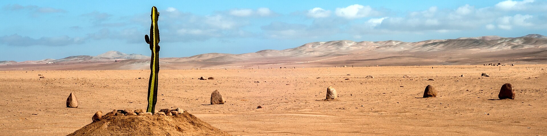 The only plant for many kilometers in the desert region of Tacna