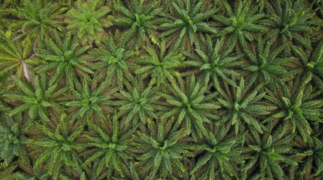 Regencia de Pelalawan