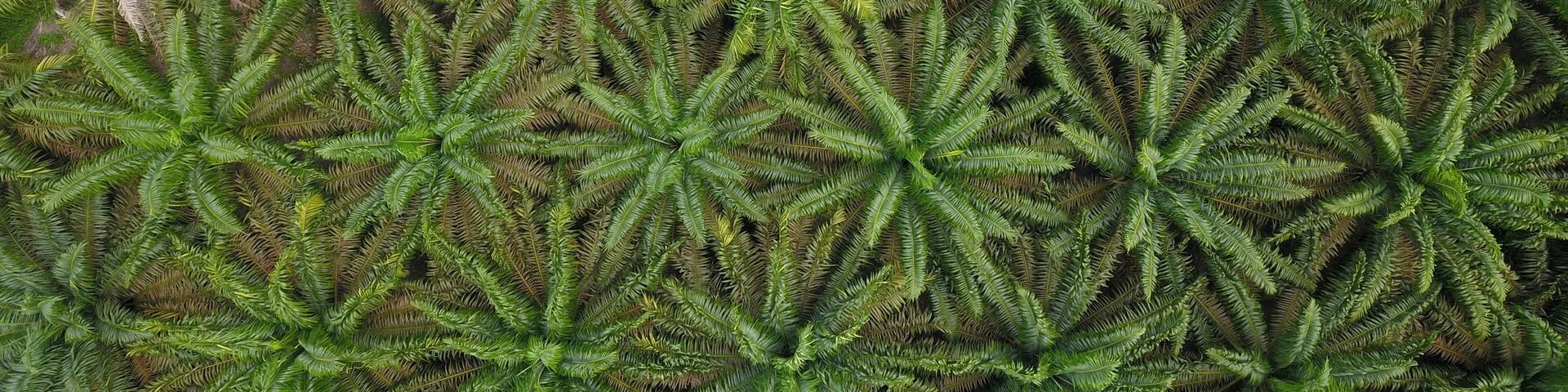 Oil palm plantation, in Pelalawan Regency, Riau Province, Indonesia. Every day oil palm plantations can produce oil palm fruit to be processed into cooking oil.