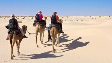 Touristes à dos de dromadaire dans le désert