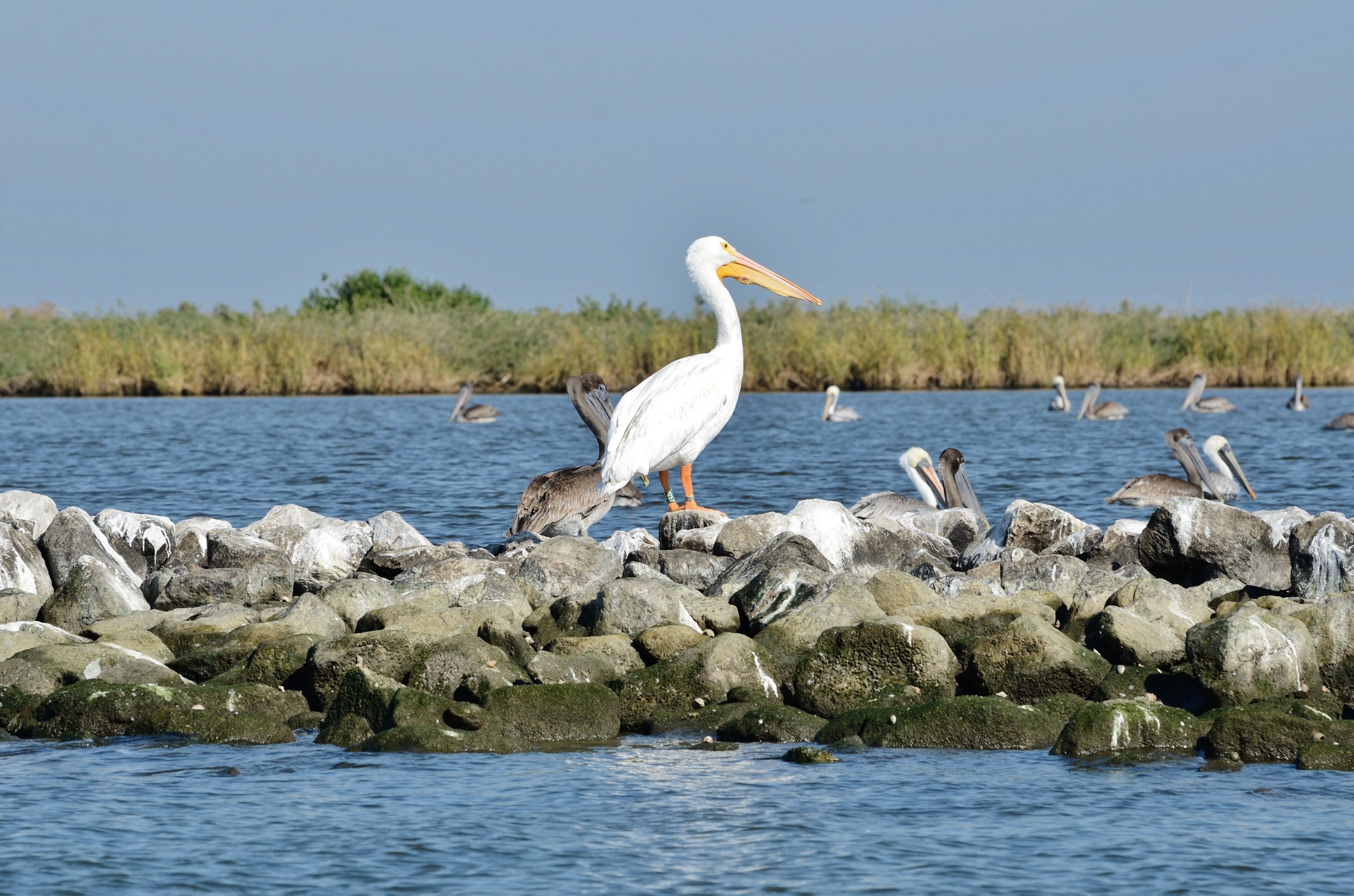 White and Brown Pelicans at Pelican Island in Barataria Bay, Louisiana, USA