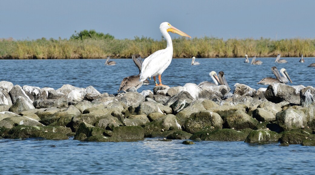 White and Brown Pelicans at Pelican Island in Barataria Bay, Louisiana, USA