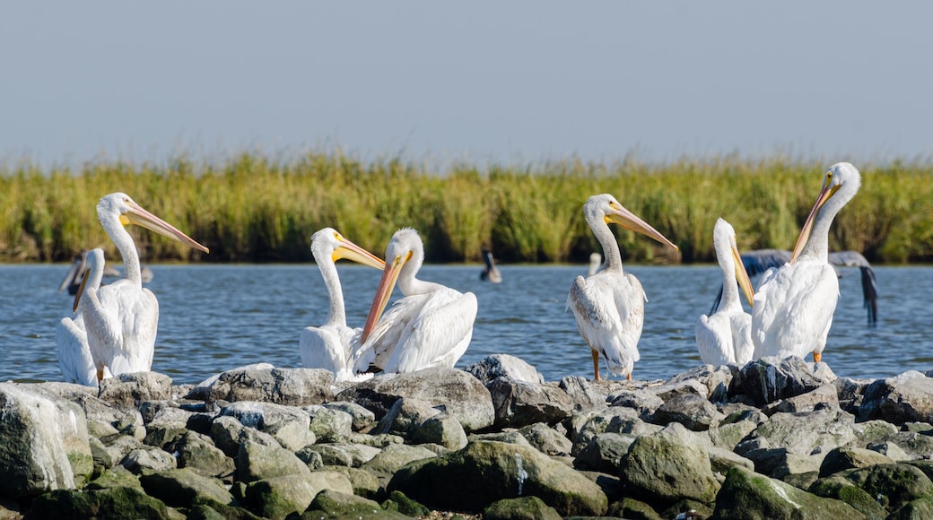 Pelicans Sitting Atop Rip Rap on Pelican Island in Barataria Bay and the Gulf of Mexico, Louisiana