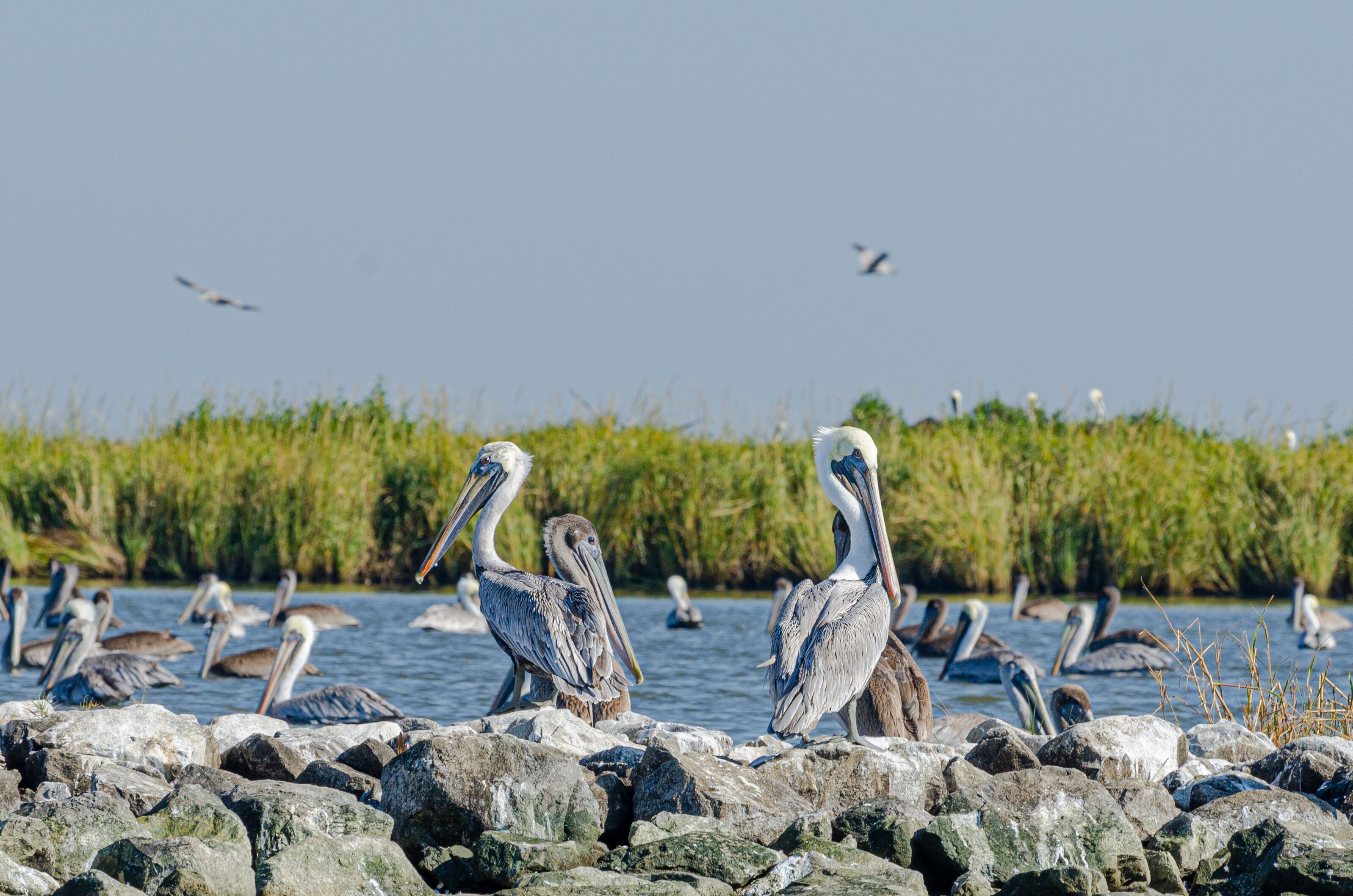 Brown Pelicans Sitting Atop Rip Rap on Pelican Island in Barataria Bay and the Gulf of Mexico, Louisiana