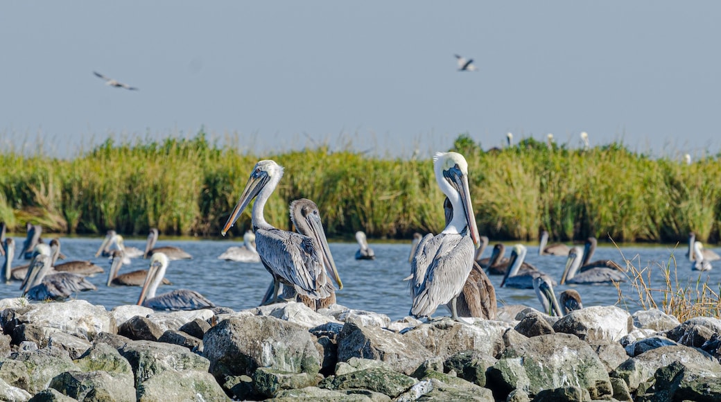 Brown Pelicans Sitting Atop Rip Rap on Pelican Island in Barataria Bay and the Gulf of Mexico, Louisiana