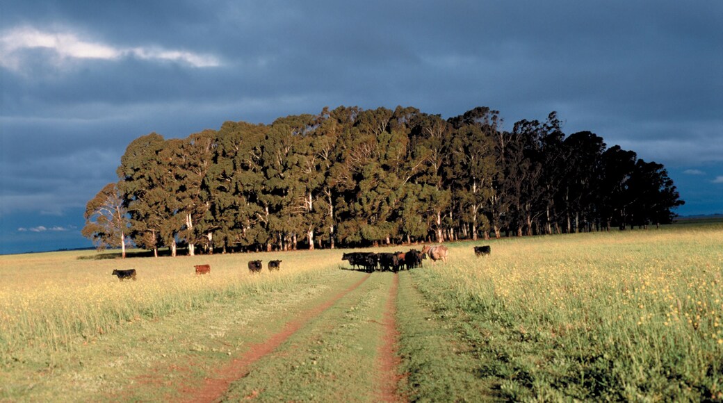 Département de Veinticinco de Mayo