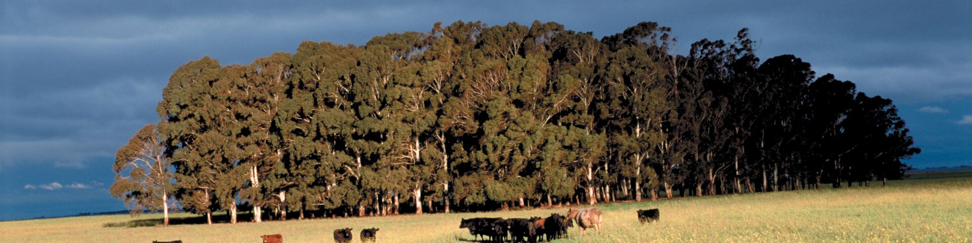Angus pastoreando en el campo, Provincia de Buenos Aires Argentina.