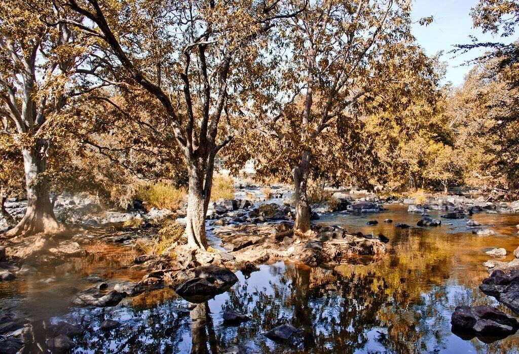 Dry trees and cool natural water bodies. Amazing landscape. 