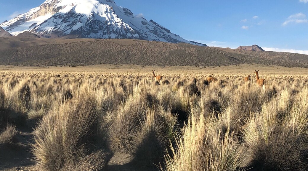 Wild vicuña with Sajama volcano behind :)