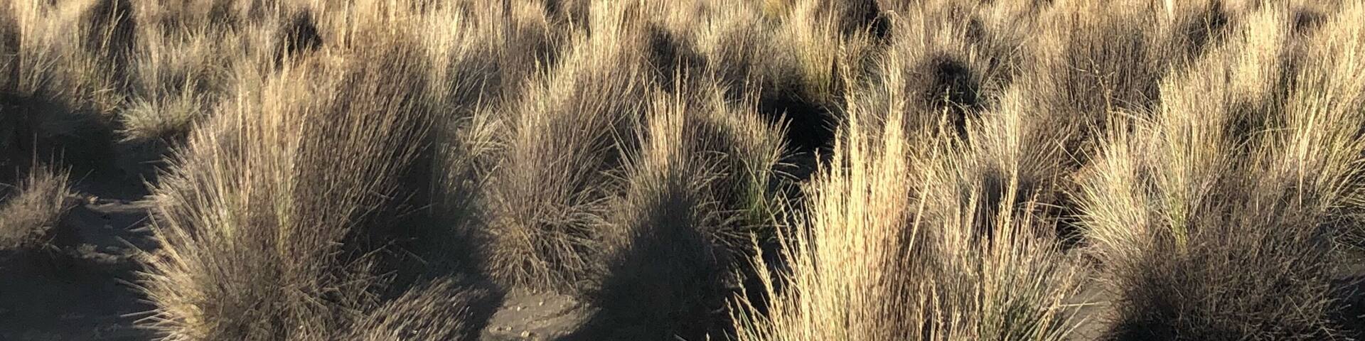 Wild vicuña with Sajama volcano behind :)