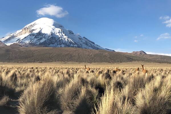 Wild vicuña with Sajama volcano behind :)