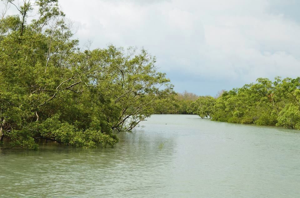 Into the Mangrove forests in search of the Royal Bengal Tiger. #Sundarbans #WestBengal #IncredibleIndia #Waterlust #Wanderlust #tripsters