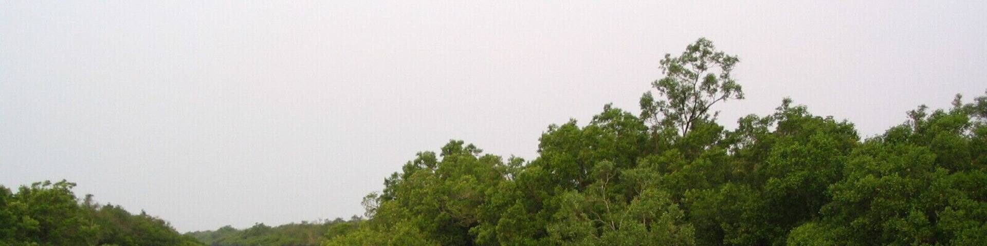 Nice promenade through the Sunderbans...The challenge: find the tiger !!!