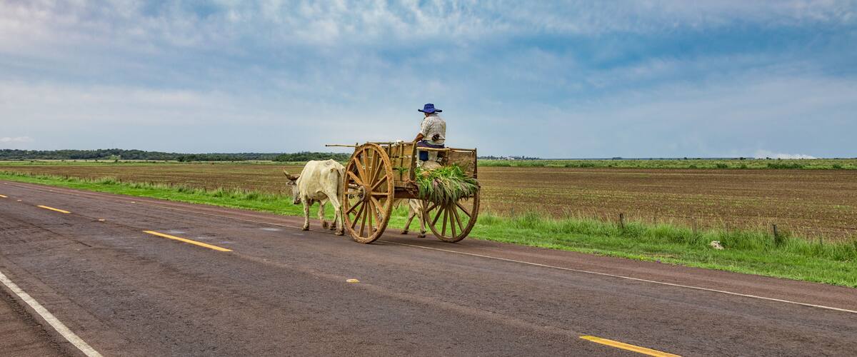 A local Paraguayan transports sugarcane with his ox cart.