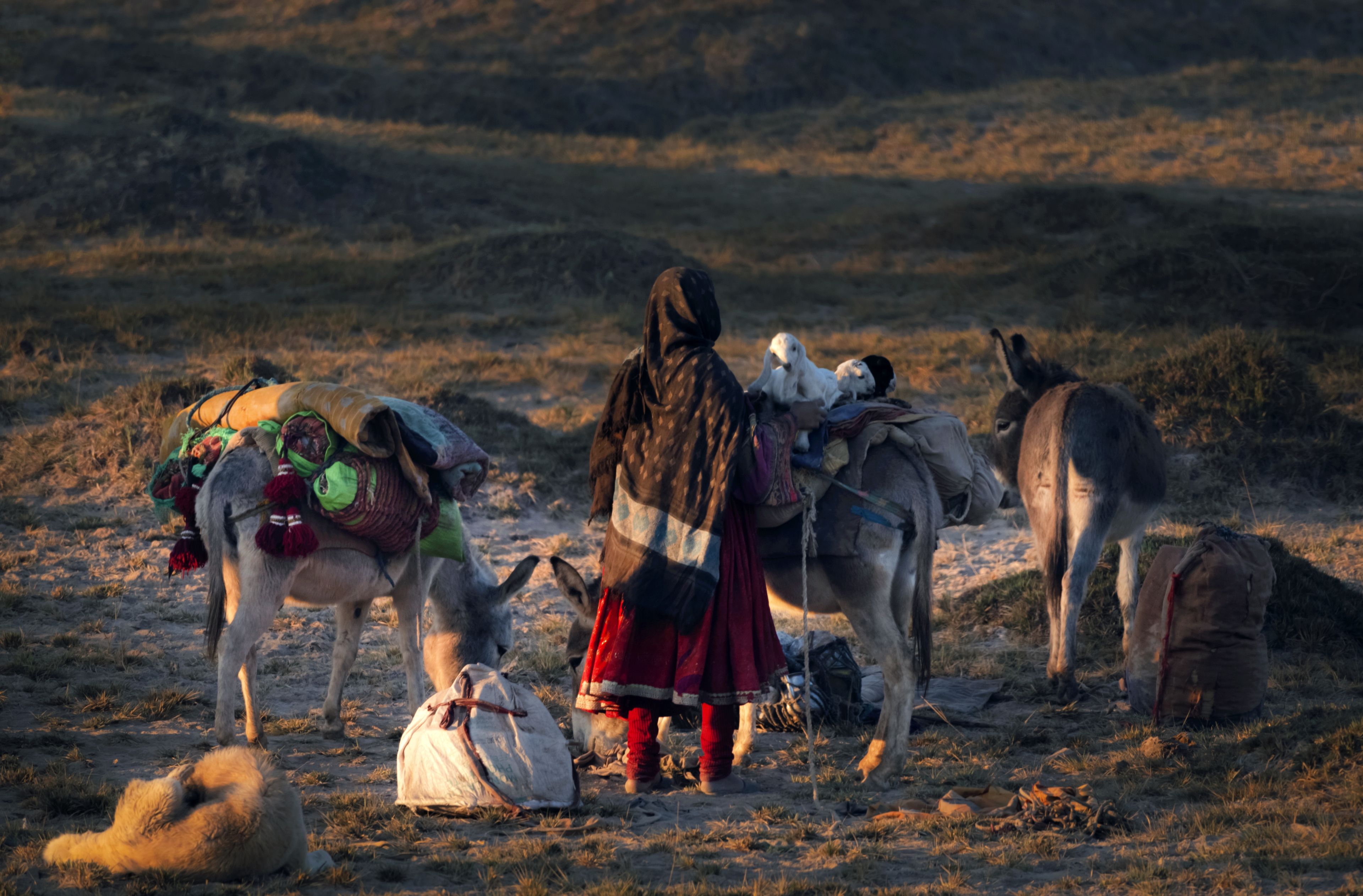 Una persona con un camello y dos cabras en un campo seco y con hierba.