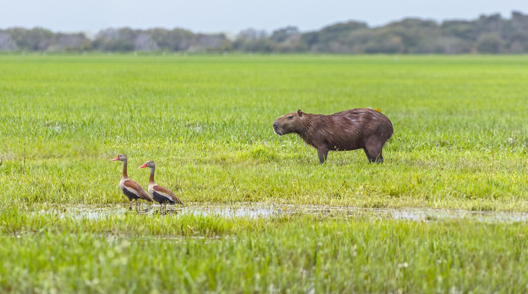 Pao de San Juan Bautista