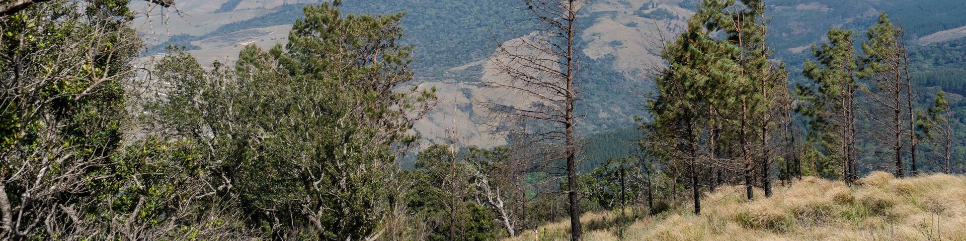 A mountainous landscape with pine trees and clear skies.