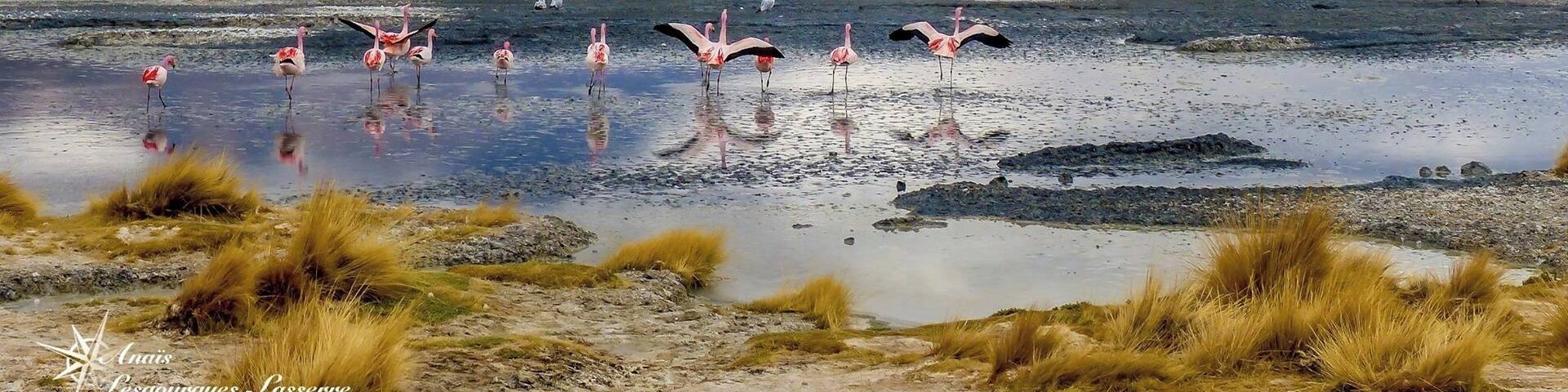 Flamands roses dans le désert du sud lipez
