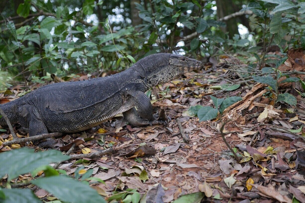 If you take any of the trails around this tiny Island you're likely to stumble across a monitor lizard sunning itself next to the trail. They're shy and run away so have your camera ready!