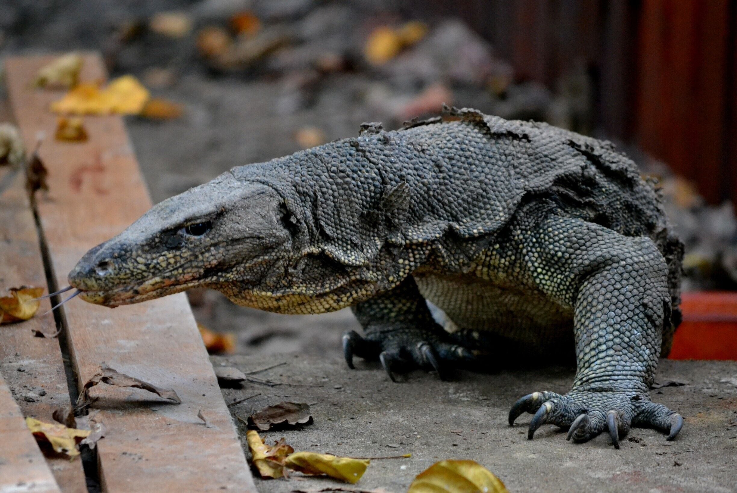 Huge Monitor lizard on Sapi island