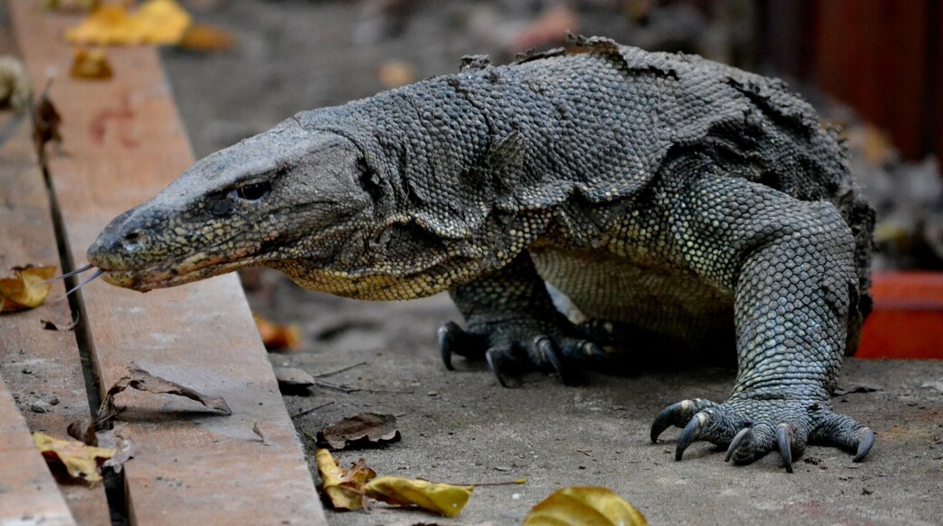 Huge Monitor lizard on Sapi island