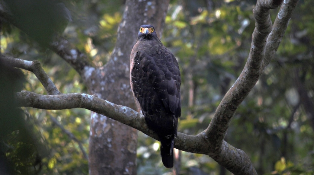 Generally, Crested Serpent Eagles are dark from above with a lighter brown underside. They have white spots and streaks on their wing coverts and scapulars and the underside of their flight feathers is black with broad white bands. The nape of neck and the crown are black, while the crest is brown and barred with white. The breast is barred or a solid color, and the belly, thighs, and crissum are rufous with dark barring and white spots. The tail is black with a white tip and thick white bar. The wings are short and broad. When the crest is raised in alarm, it frames the entire face. Legs are unfeathered, and the eyes are bright yellow.
The subspecies are very different in color when compared to each other. The nominate species S. c. cheela is the largest of the subspecies and is dark brown from above with a thinly-barred breast and one tail band. The following subspecies are compared to the nominate (if a characteristic is unmentioned, it is the same):
S. c. batu is smaller, and darker in color;
S. c. bido, medium-sized, has a dark breast and upperparts, and clear white spots on the belly
They occur in a wide range of habitats, including rain forest, open savannah, mangrove swamps, plantations, ravines, evergreen and deciduous forest, and tidal creeks. Crested Serpent Eagles tolerate habitat disturbance, as long as there are some large trees. They live from 0-1,500 meters above sea level, but go as high as 2,500 m in Taiwan and 3,350 m in Nepal. They are irruptive or local migrants.
Their range spans the Indian subcontinent and southern Asia, from the Himalayas, the Kashmir region, and Nepal east to Tibet, southern China, and the Malay peninsula, along with the Philippines, Indonesia, Borneo, and the Andaman Islands. Their total distribution size is 7,720,000 km², from 35°N to 9°S.