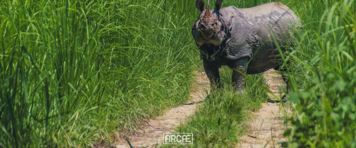 'Look out! Look out! There's a Rhino coming out from the bushes!'
We had been walking over the Jeep tracks for a while, actively searching for One Horn Rhinos before we were blocked by a massive specimen some 20 meters away and instantly wished we were not standing on his way.
And that was not even the closest encounter we had that day in the Chitwan National Park!