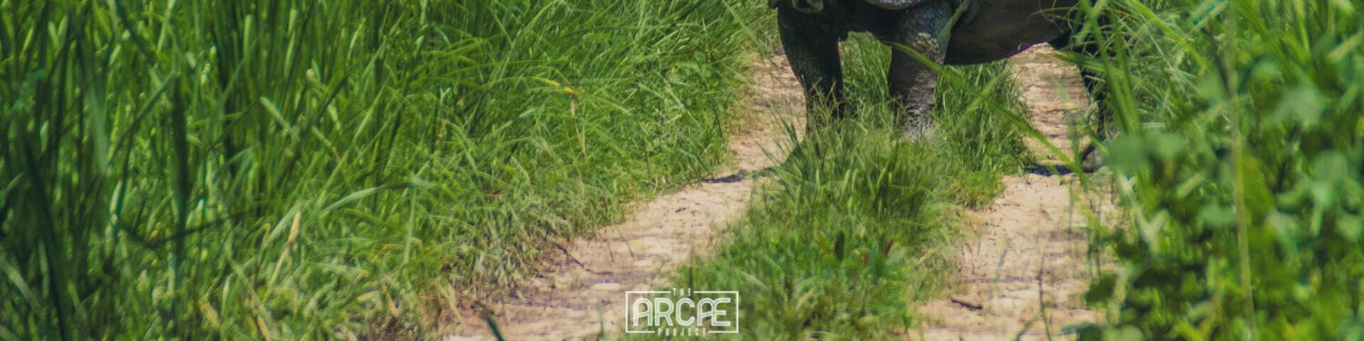'Look out! Look out! There's a Rhino coming out from the bushes!'
We had been walking over the Jeep tracks for a while, actively searching for One Horn Rhinos before we were blocked by a massive specimen some 20 meters away and instantly wished we were not standing on his way.
And that was not even the closest encounter we had that day in the Chitwan National Park!