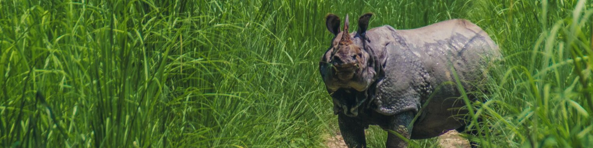 'Look out! Look out! There's a Rhino coming out from the bushes!'
We had been walking over the Jeep tracks for a while, actively searching for One Horn Rhinos before we were blocked by a massive specimen some 20 meters away and instantly wished we were not standing on his way.
And that was not even the closest encounter we had that day in the Chitwan National Park!