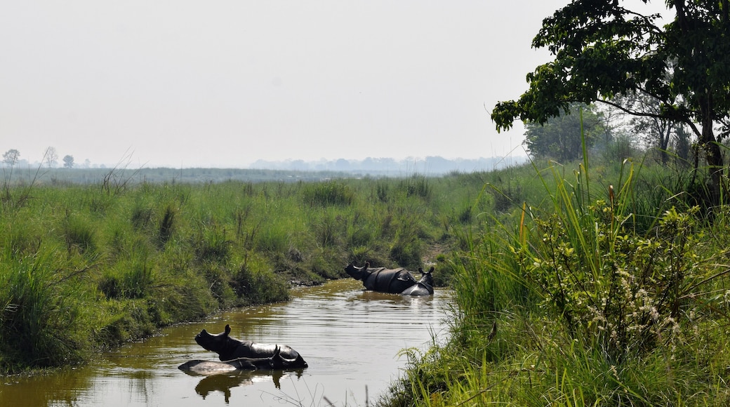On our walking safari with guides from United Jungle Guides in Sauraha, we were fortunate enough to see 10 wild Indian rhinos! These 4 were bathing in a watering hole in Chitwan National Park.
#wildlife #nepal #chitwan #rhinos