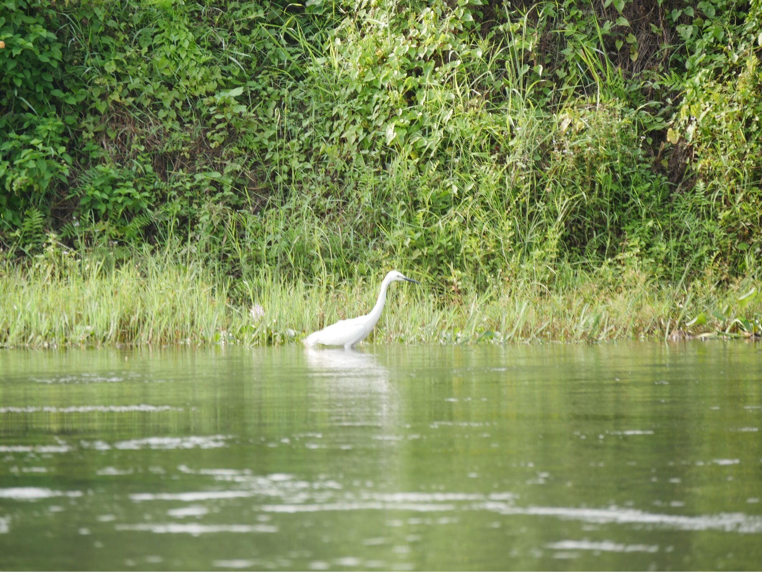 One of the numerous egrets in the park.