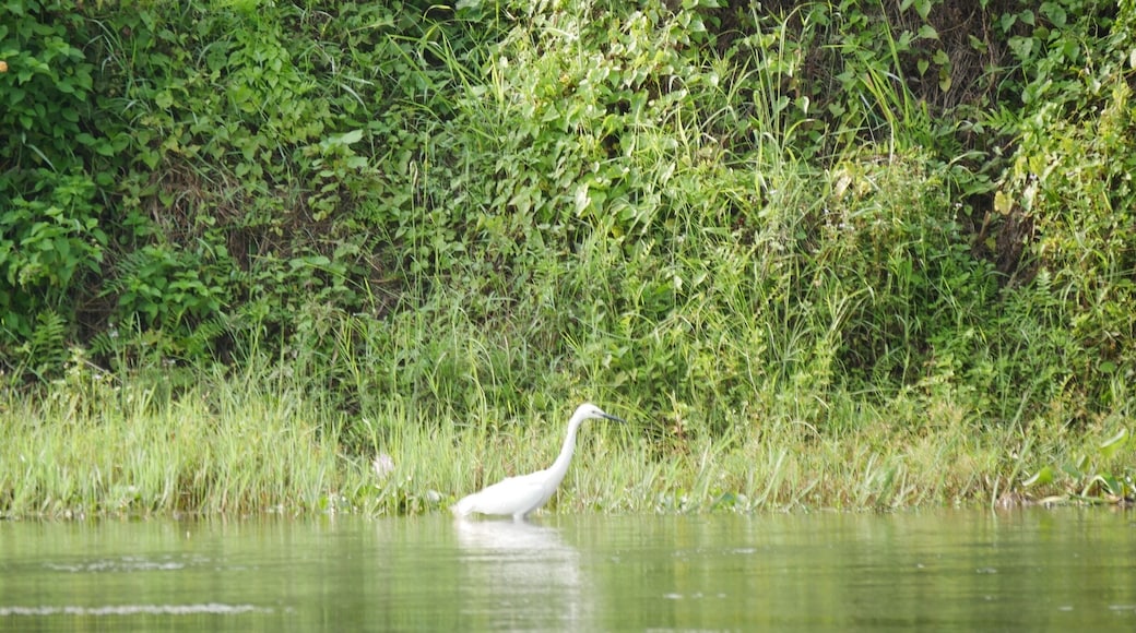 One of the numerous egrets in the park.
