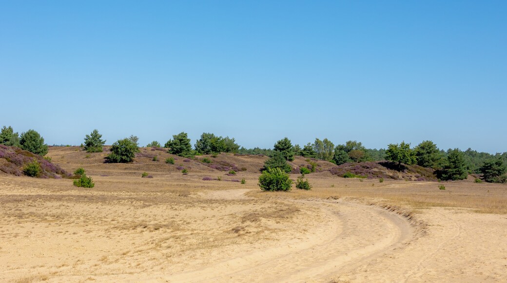 Summer landscape, Desert area with slope hilly, forest and the heide, Nature reserve in Radio Kootwijk, Veluwe, Hoog Buurlo is a hamlet in the Dutch municipality of Apeldoorn, Gelderland, Netherlands.